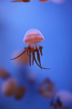 高清海蜇水母