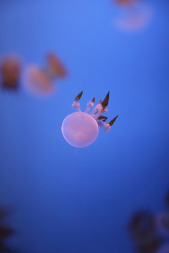 可爱的海蜇水母