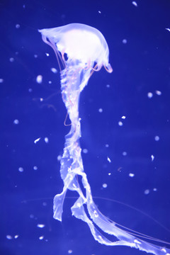 水母高清圖