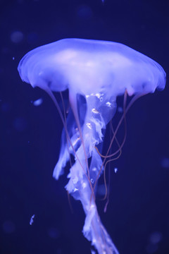 海刺水母