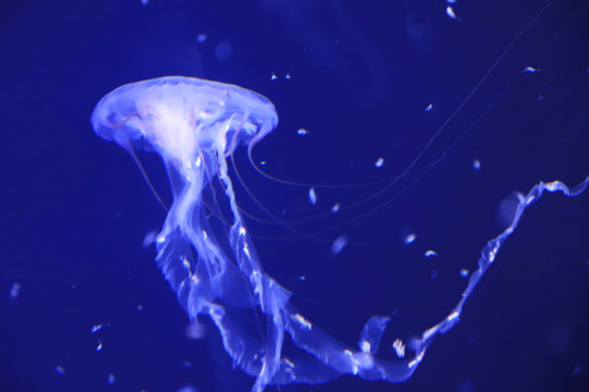 海刺水母