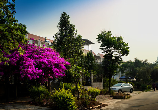 葉子花