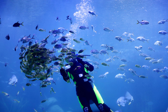 潛水員和海洋魚(yú)類(lèi)