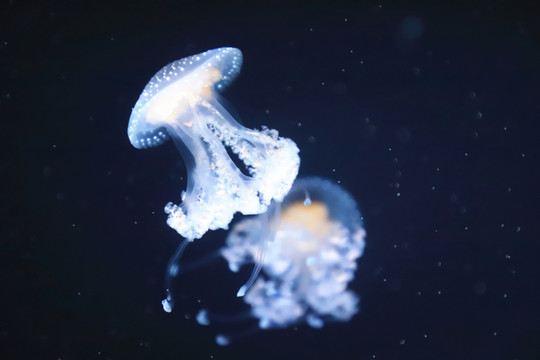 澳洲斑點(diǎn)水母