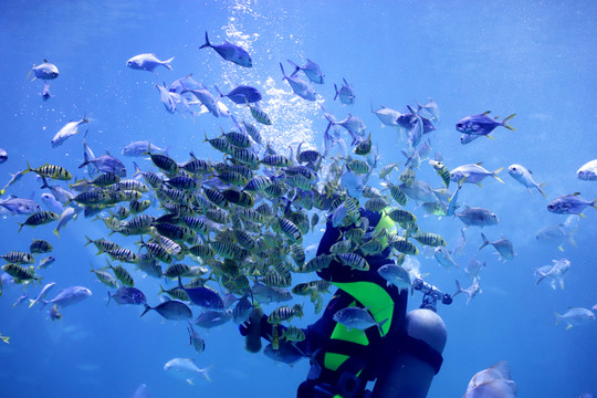潛水員和海洋魚(yú)類(lèi)