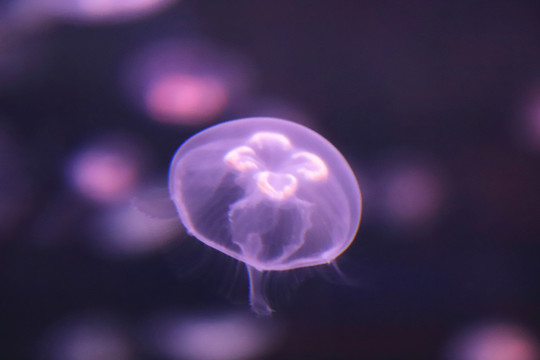 水母高清大圖