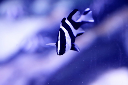 川紋笛鯛