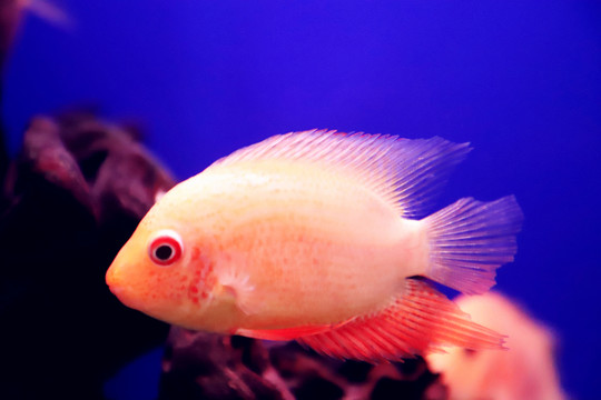 熱帶觀賞魚(yú)