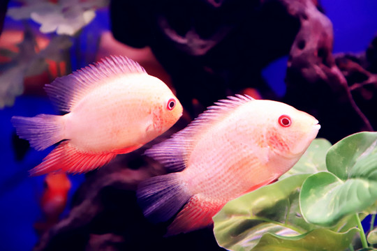 熱帶觀賞魚(yú)