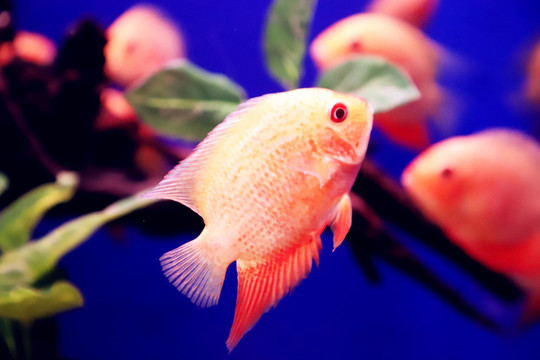 熱帶觀賞魚