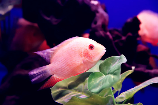 熱帶觀賞魚(yú)