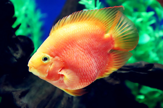 熱帶觀賞魚(yú)
