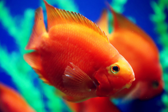 熱帶觀賞魚