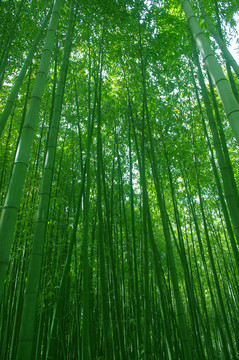 竹林