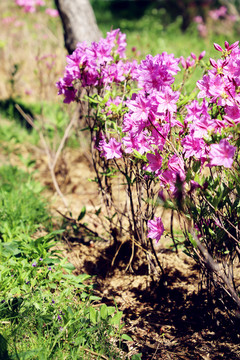 杜鵑花