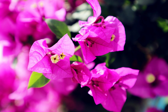 光葉子花