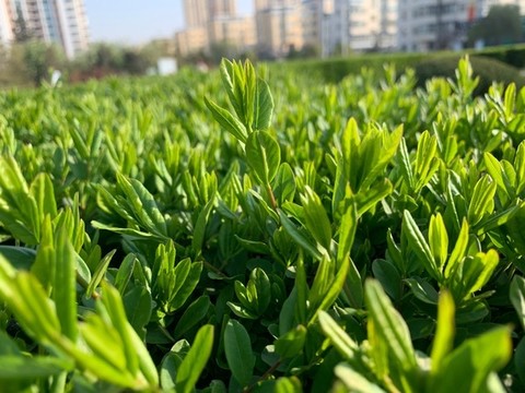 樹葉