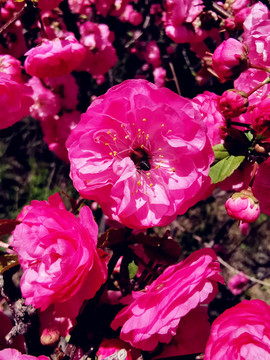 梅花高清大圖