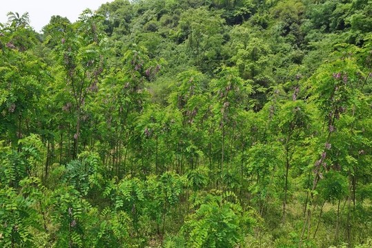 槐樹(shù)