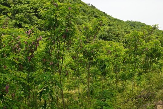 槐樹