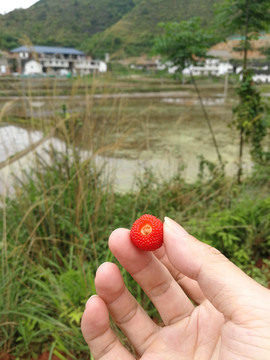 田野野草莓