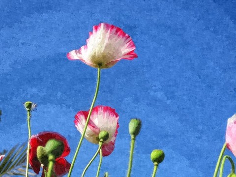 虞美人