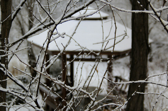 枝雪