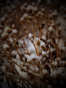 枝雪