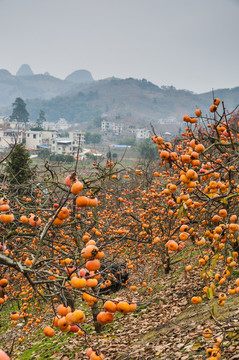 柿子與樹(shù)