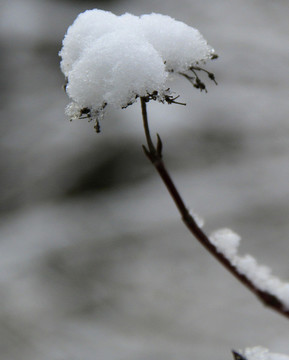 枝雪
