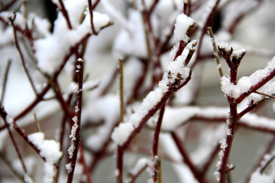 雪枝