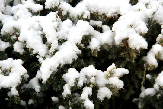 雪松