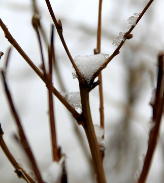 雪枝