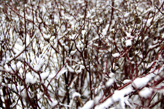 枝雪