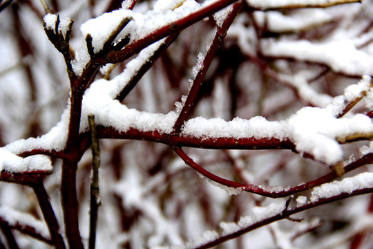 枝雪