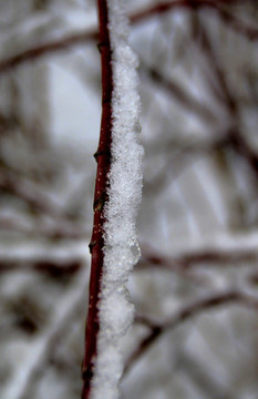 枝雪
