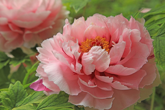 牡丹花