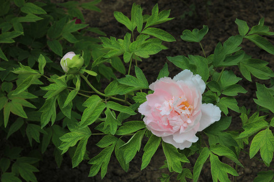 牡丹花