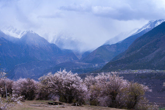 雪山桃花