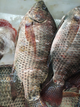 羅非魚