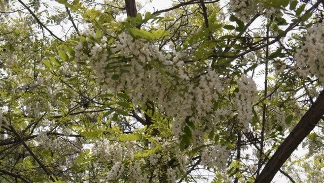 槐樹槐花