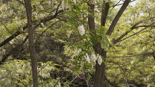 槐樹槐花