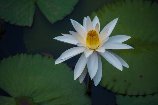 睡蓮