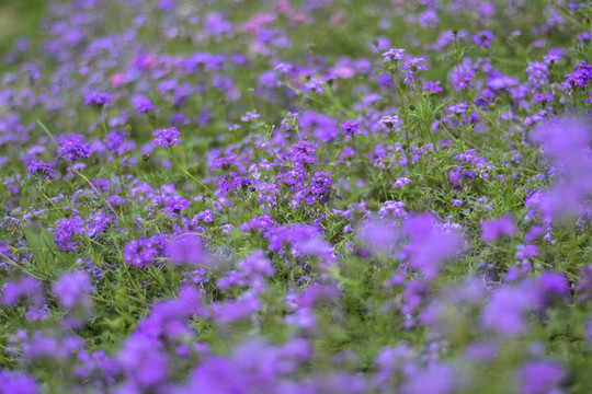 美女櫻花叢背景