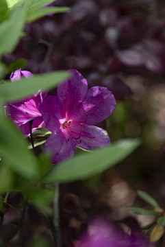 杜鵑花