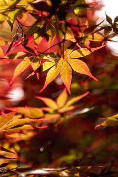 紅楓樹葉
