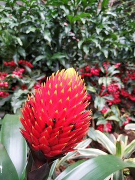 火焰鳳梨或水塔花