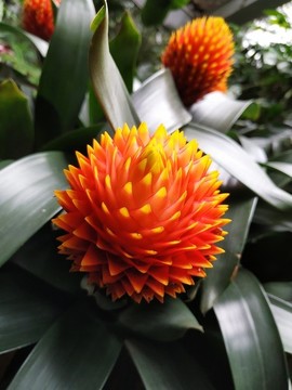 火焰鳳梨或水塔花