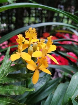 蘭花
