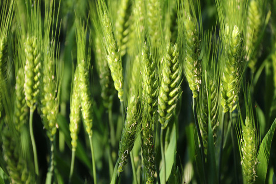 小麦抽穗扬花期